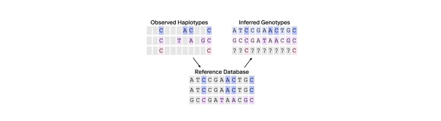 The Role of Imputation in Forensic Genetic Genealogy